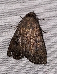 Condica sutor