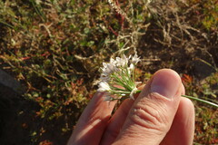 Allium ramosum