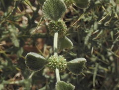 Marrubium vulgare