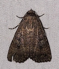 Condica sutor
