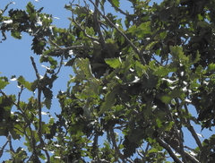 Quercus ithaburensis