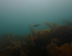 Trachurus