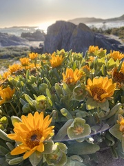 Arctotheca populifolia