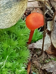 Hygrocybe coccinea