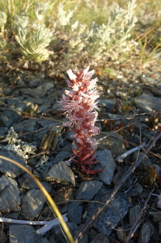Image of Orostachys fimbriata by (c) Aleksei Baushev, some rights reserved (CC BY)