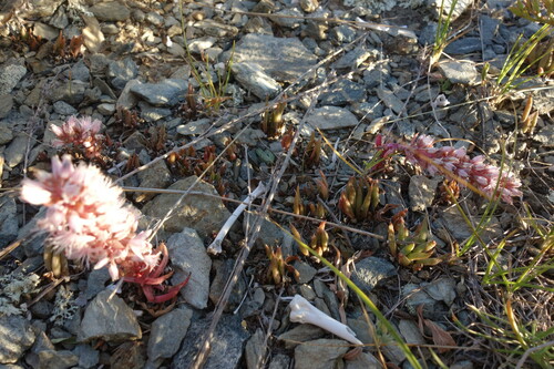 Image of Orostachys fimbriata by (c) Aleksei Baushev, some rights reserved (CC BY)