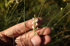 Astragalus melilotoides