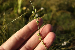 Astragalus melilotoides