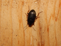 Carabidae