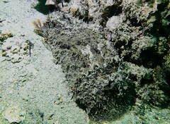 Dolabella auricularia