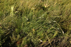 Astragalus melilotoides