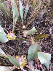 Protea acaulos