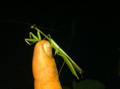 Schizomantodea