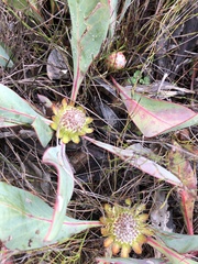 Protea acaulos