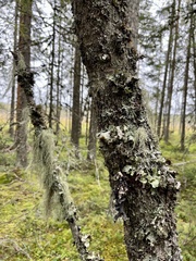 Parmelioideae