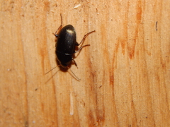 Carabidae