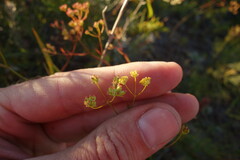 Bupleurum