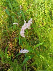 Persicaria pensylvanica