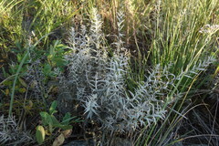 Cymbaria daurica