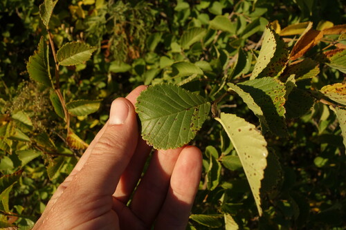 Large-fruited elm (Ulmus macrocarpa)