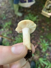 Russula fellea