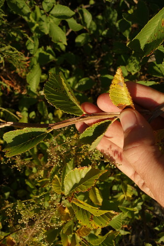 Image of Ulmus macrocarpa by (c) Aleksei Baushev, some rights reserved (CC BY)
