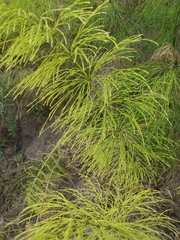 Equisetum sylvaticum