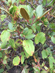 Rhododendron carolinianum