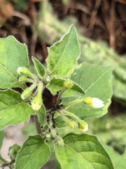 Solanum nigrum