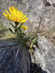 Hieracium umbellatum