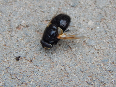 Mesembrina meridiana