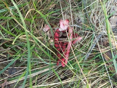 Clathrus archeri