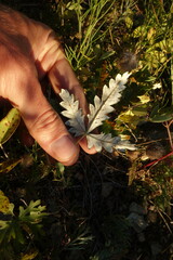 Potentilla leucophylla