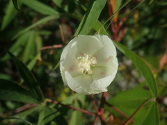 Gossypium thurberi