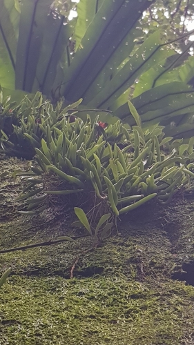 Image of Bulbophyllum shepherdii by (c) Sofia Zvolanek, some rights reserved (CC BY)