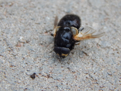 Mesembrina meridiana