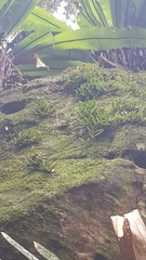 Bulbophyllum shepherdii