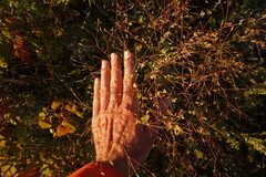 Thalictrum squarrosum