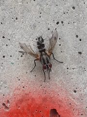 Tachininae