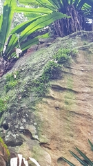 Bulbophyllum shepherdii