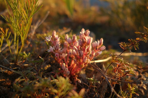 Image of Orostachys fimbriata by (c) Aleksei Baushev, some rights reserved (CC BY)