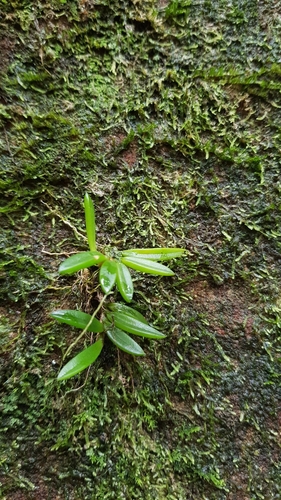 Image of Bulbophyllum shepherdii by (c) Sofia Zvolanek, some rights reserved (CC BY)