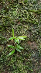 Bulbophyllum shepherdii