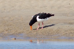 Haematopus longirostris