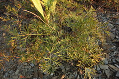 Pulsatilla turczaninovii