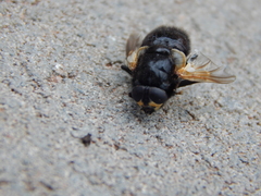 Mesembrina meridiana