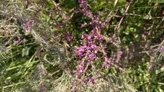 Muraltia macropetala