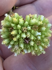 Crassula subulata