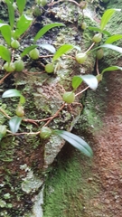 Bulbophyllum exiguum