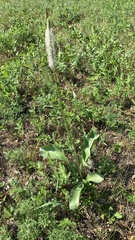 Plantago maxima